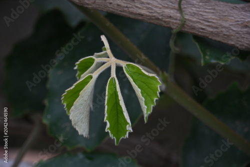 Cuadro en lienzo Botanico de Arganzuela