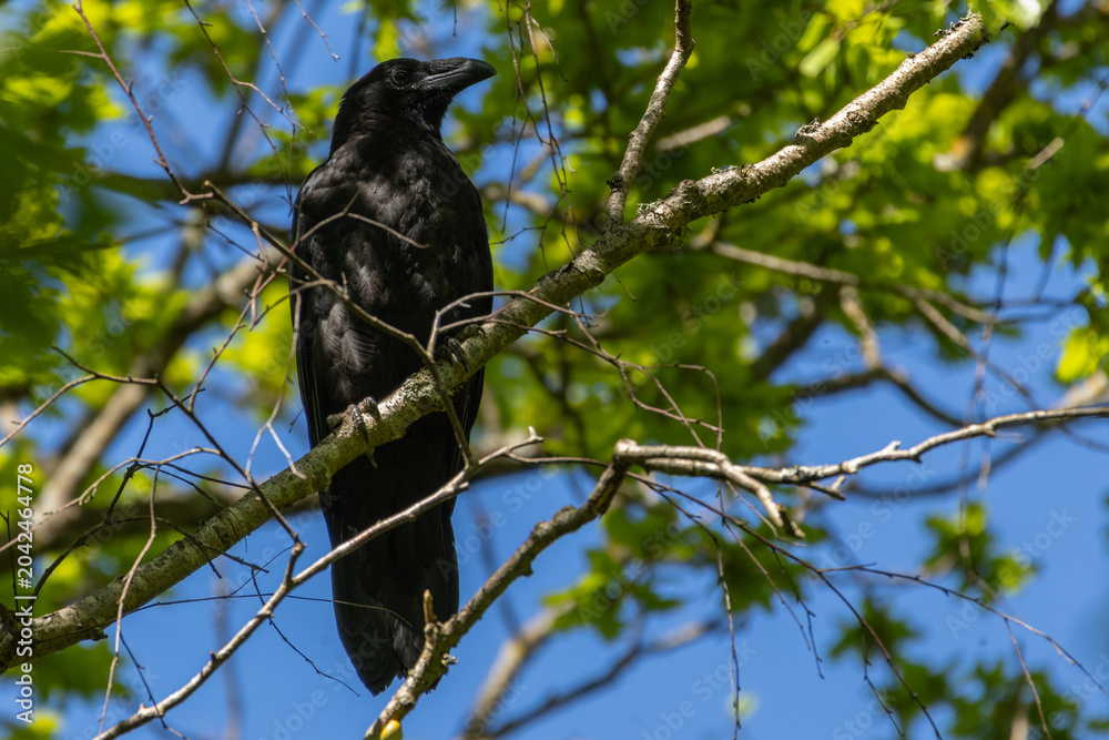 Fototapeta premium Black raven sitting on the branch of the tree