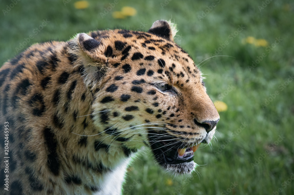 Obraz premium Close up Head Profile Amur Leopard