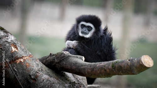 Foto Male Gibbon Sitting in a Tree