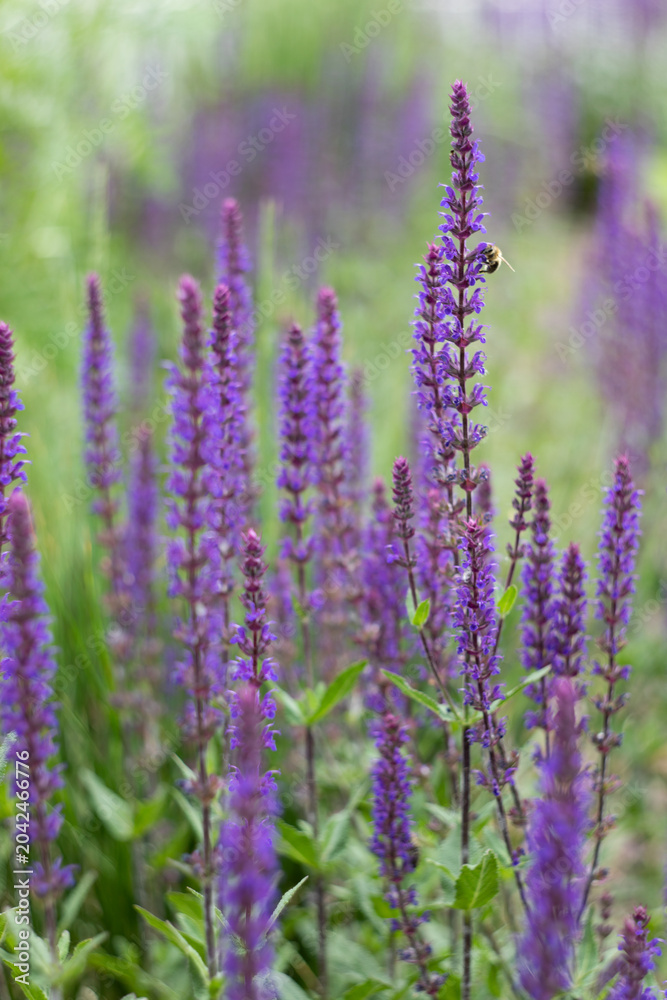 Obraz premium A bee on purple wild sage (Salvia nemorosa) flowers collecting nectar from flowering meadow ears in a summer garden. The complex process of pollination, biodiversity, ecosystem health, and the crucial