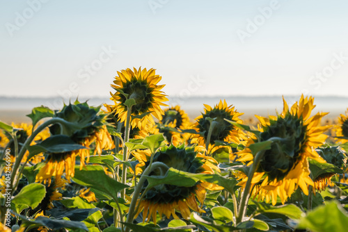 Sunflowers in a field turned towards the morning sun in a misty haze. Golden sunflower flowers at dawn symbolizing hope, new beginnings and natural growth energy