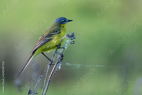 Φωτογραφία Yellow wagtail on the grass