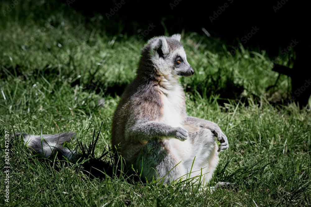 Fototapeta premium Ring-tailed Lemur Sitting on Grass