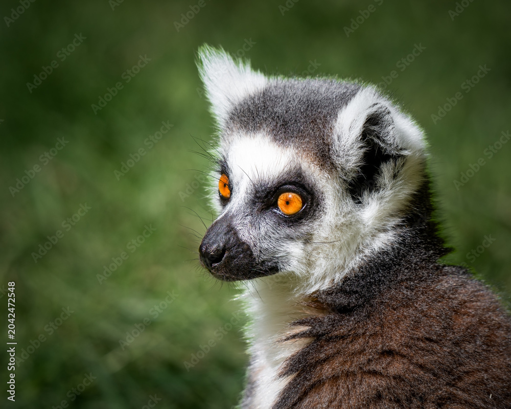 Fototapeta premium Ring-tailed Lemur Close up