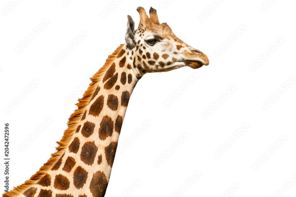 Obraz premium Giraffe profile close-up isolated on empty background