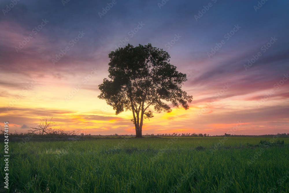 Obraz premium Solitary Tree in Vibrant Sunset Over Lush Green Field