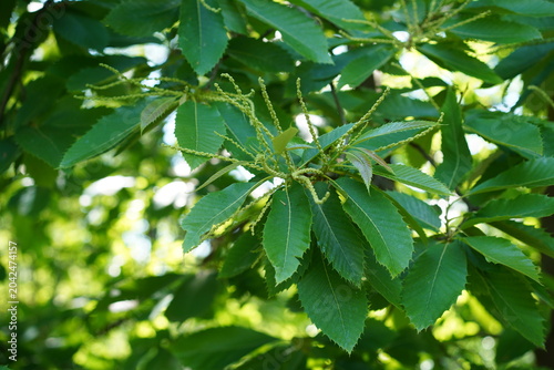 Grünes Laub und junger Blütenstand einer Edelkastanie (Castanea sativa) im Frühling