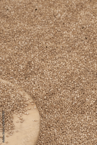 Chenopodium quinoa - Organic white quinoa seeds in bowl and spoon