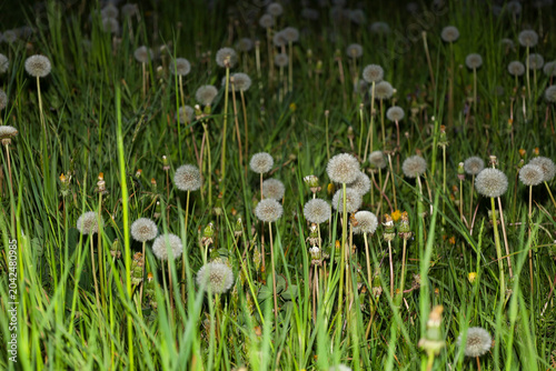 Bild auf Leinwand An evening meadow is covered with numerous mature dandelions, whose fluffy seeds are ready to scatter at the slightest breeze