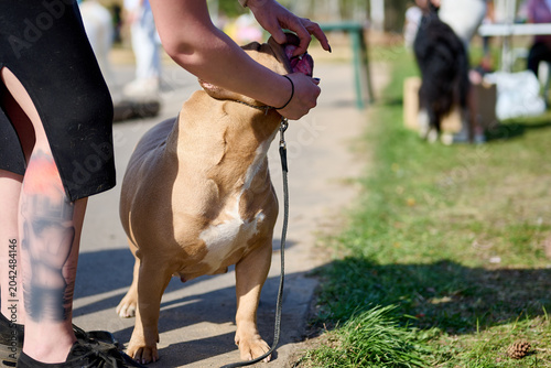 Photos A cheerful dog stands proudly while its owner gently holds its face, enjoying a