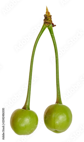 Two green unripe cherries on long connected stalks on an isolated background