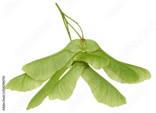 Quadro su tela Green maple wing with fine veins on curved wings and short petiole on isolated background