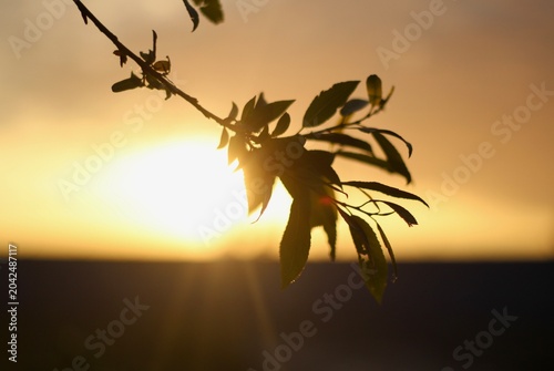A tree branch at sunset, a beautiful summer photo