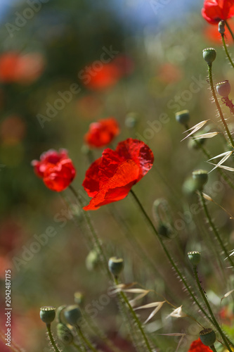 Flora of Gran Canaria -  Papaver rhoeas, common poppy background
