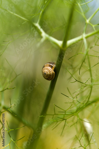 Fauna of Gran Canaria - Theba pisana, white garden snail