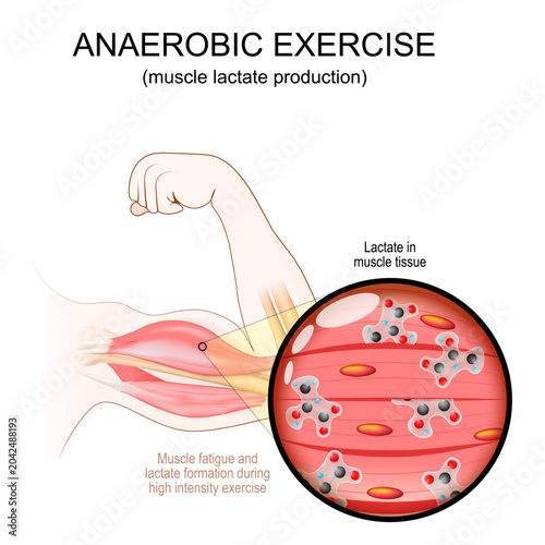 High-Intensity exercise for Biceps. Close-up of Lactate molecule in muscle tissue. Anaerobic exercise and Lactate Production.