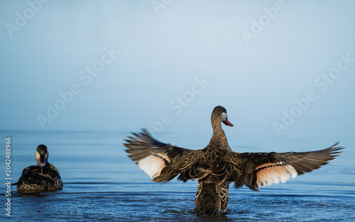 red billed teal 