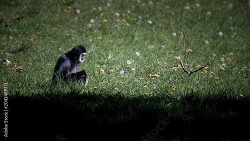 Photos A Gibbon Sitting on Grass