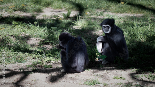 Photos A pair of Gibbons Sitting on the Ground