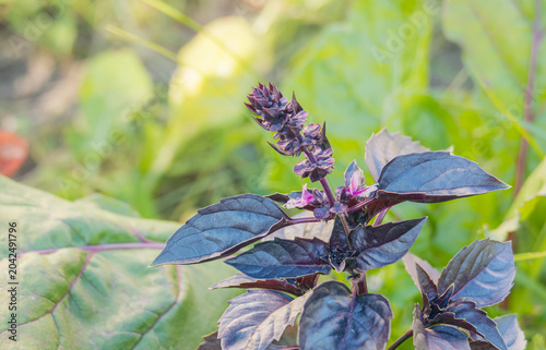Flowering purple basil plant in a sunny garden