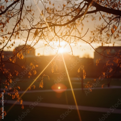 Sunset Through Branches with Fall Leaves in Urban Park