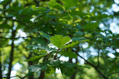 Grünes Laub und Ast einer Persischen Eiche (Quercus macranthera) im Sommer