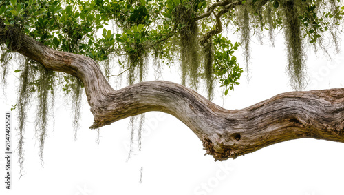 Fotografía Gnarly weathered oak tree branch with Spanish moss, isolated on transparent back
