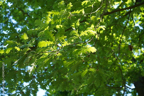 Sonniges grünes Laub und Ast einer Ungarischen Eiche (Quercus frainetto) im Sommer