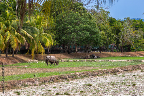 Exposure of rice paddy fields on a rice farm with palm trees and Buffaloes in Langkawi, Malaysia
