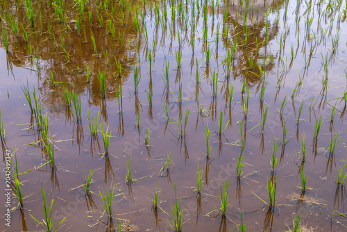 Close-up of young rice plants growing in a flooded paddy field in Langkawi, Malaysia. The reflection of the sky and surrounding vegetation creates a natural, serene atmosphere. Ideal for agricultural,