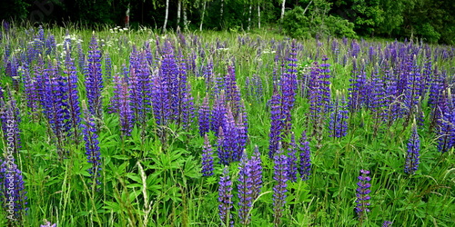 Large leaf lupin