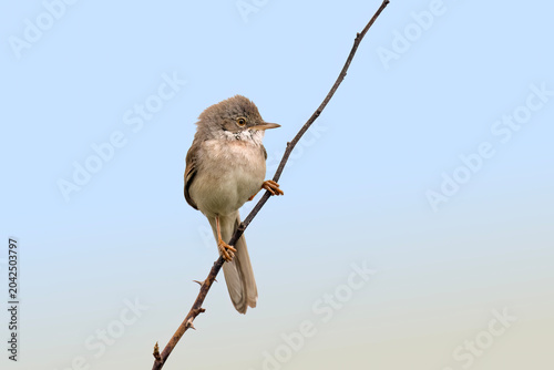 Schilderij op canvas Whitethroat perched on a branch