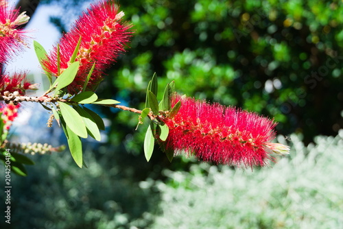 Bild auf Leinwand Two red bottlebrush flower spikes in macro with natural bokeh