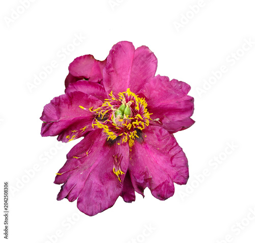 Purple peony flower isolated on light background