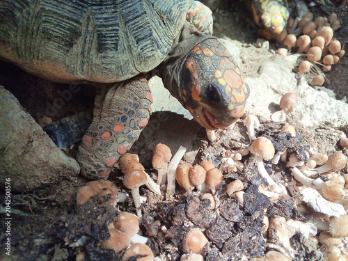 Foto Red-Footed Tortoise Chelonoidis carbonaria South America
