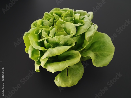 Canvas-taulu Trocadero lettuce on a black background