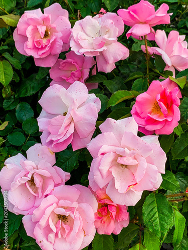 A vibrant cluster of soft pink roses in full bloom creates a colorful floral display, highlighting delicate petals and lush green foliage in a garden setting. Knock out Roses.