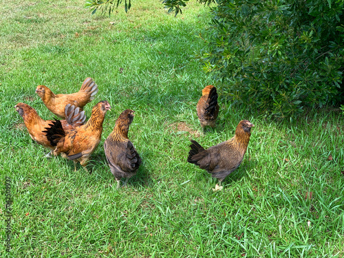 Foto A small flock of Ameraucana chickens wanders through lush green grass, showcasing colorful plumage and free-range behavior in a backyard farm setting