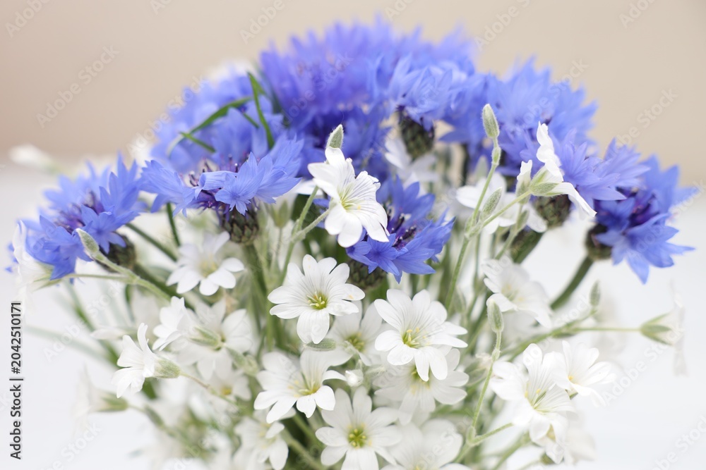 Obraz premium Beautiful wildflowers in jug on white background, closeup