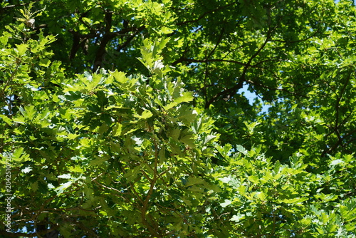 Dichtes grünes Blätterdach und Laub einer Traubeneiche (Quercus petraea) im Sommer bei Sonnenschein