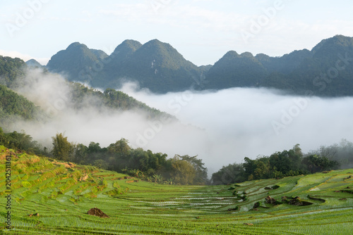 Rizières de Pu Luong au Vietnam