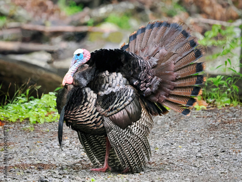 A Close-up Image of a Wild Tom Turkey Strutting his Stuff for his Harem of Female Turkeys