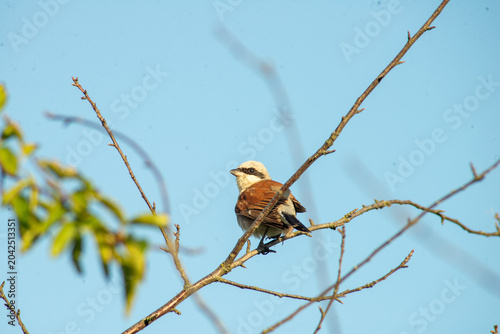 Photos Male red-backed shrike bird perched on a branch against blue sky