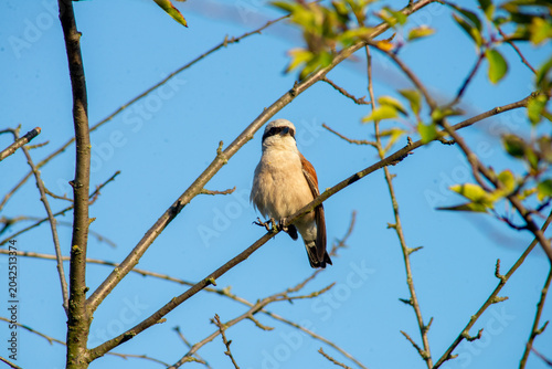 Φωτογραφία Red-backed shrike bird resting on a bare branch under clear sky