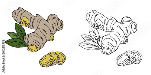 Hand-drawn illustration ginger in color and black white outline. Ginger root, sliced ginger, and natural organic textures. Warm beige and golden tones, outline kids coloring pages and educational acti