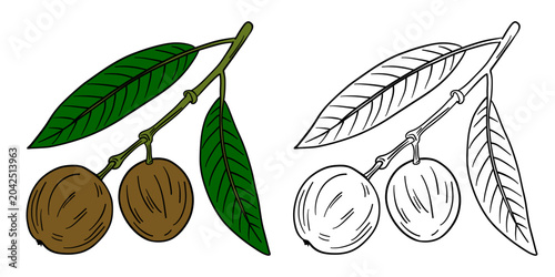 Hand-drawn illustration sapodilla in color and black white outline. Sapodilla fruit, slices, seeds, and natural organic textures. Brown and green tones, outline kids coloring pages and educational 