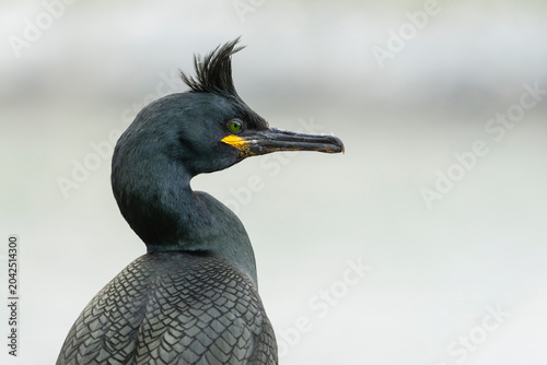 Foto European shag (Gulosus aristotelis)