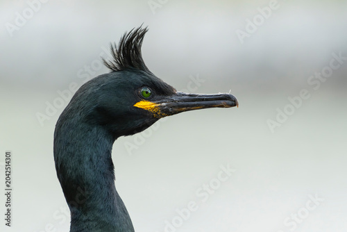 Schilderij op canvas European shag (Gulosus aristotelis)