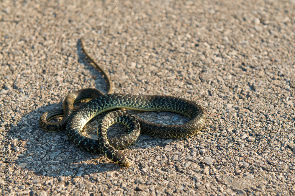 Obraz premium Dead Natrix tessellata diced water snake roadkill on asphalt in Ticino Switzerland